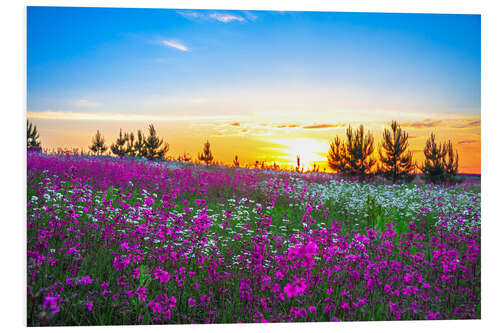 Stampa su PVC Sunrise over a blossoming meadow