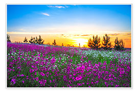 Poster Sonnenaufgang über Blumenwiese