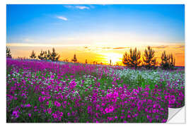 Vinilo para la pared Sunrise over a blossoming meadow