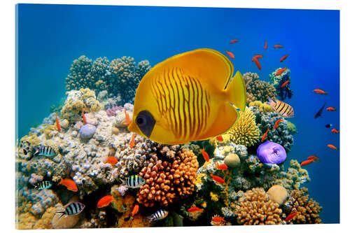 Acrylic print Tropical reef