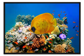 Gerahmter Kunstdruck Tropisches Riff