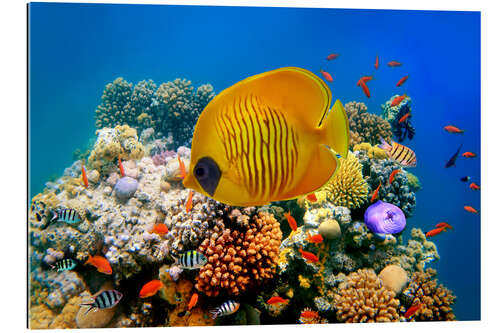 Gallery print Tropical reef