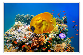 Poster  Tropical reef