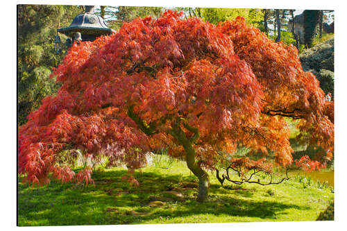 Aluminiumtavla Japanese maple