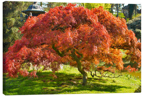 Lienzo Japanese maple