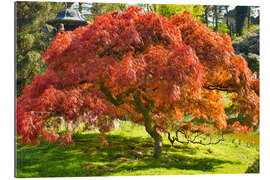 Gallery Print Japanischer Ahorn