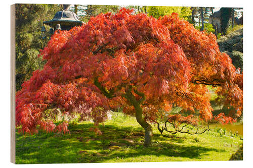 Wood print Japanese maple