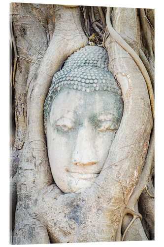 Acrylglasbild Buddha-Kopf hinter Baumstamm in Ayutthaya, Thailand