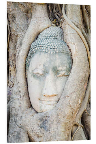 Stampa su PVC Buddha head behind tree trunk in Ayutthaya, Thailand