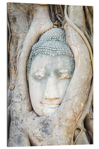 Gallery print Buddha head behind tree trunk in Ayutthaya, Thailand