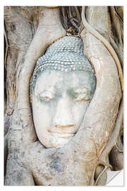 Wandsticker Buddha-Kopf hinter Baumstamm in Ayutthaya, Thailand