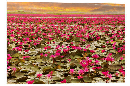 Foam board print Rising lotus flowers