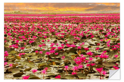 Vinilo para la pared Rising lotus flowers