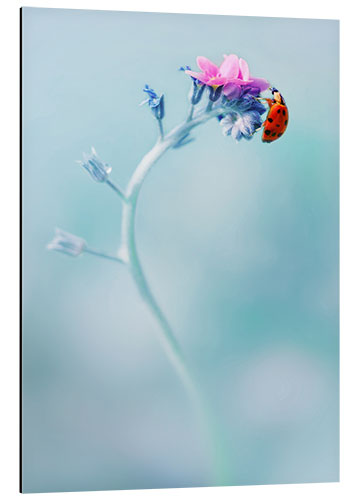 Aluminium print Ladybug on forget me not flower