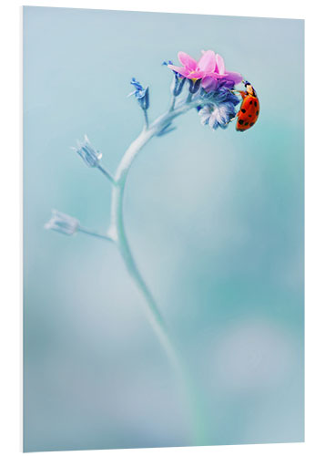 Stampa su PVC Ladybug on forget me not flower