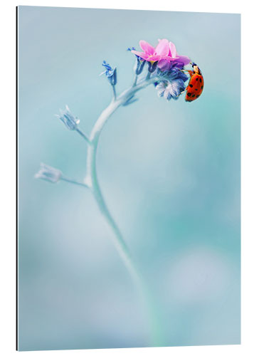 Quadro em plexi-alumínio Ladybug on forget me not flower