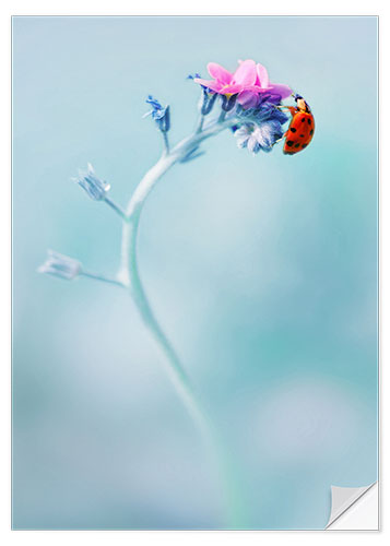 Selvklebende plakat Ladybug on forget me not flower