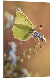 Tableau en aluminium Papillon jaune sur un Myosotis