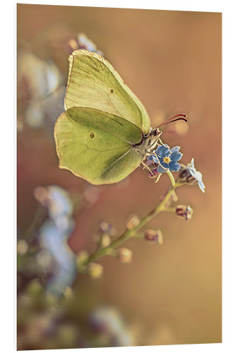 PVC-tavla Yellow butterfly on forget me not flower