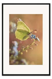 Gerahmter Kunstdruck Schmetterling auf Vergissmeinnicht