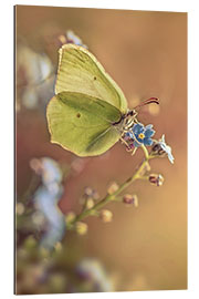 Quadro em plexi-alumínio Yellow butterfly on forget me not flower