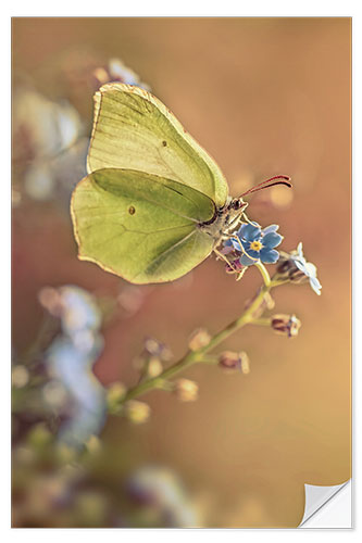 Selvklebende plakat Yellow butterfly on forget me not flower