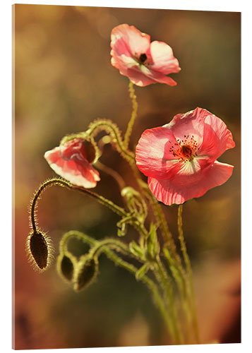 Akryylilasitaulu Pink poppies in my garden