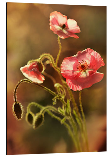 Alubild Rosa Mohnblumen in meinem Garten