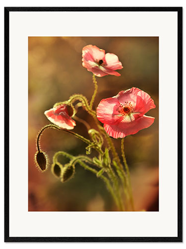 Framed art print Pink poppies in my garden