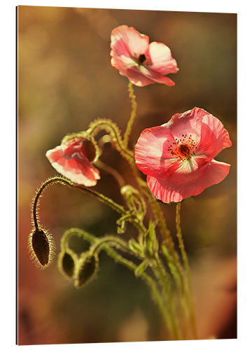 Gallery print Pink poppies in my garden