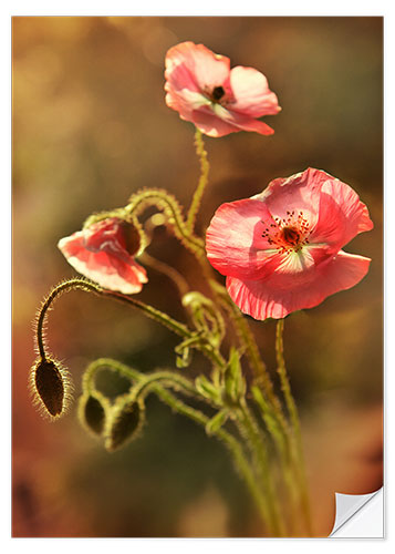 Vinilo para la pared Pink poppies in my garden