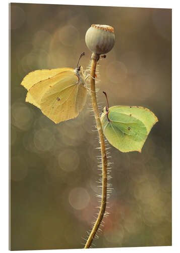 Stampa su vetro acrilico Butterflies on dry poppy