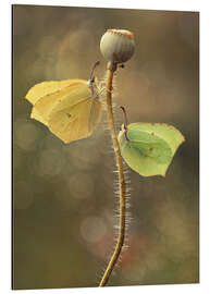 Quadro em alumínio Butterflies on dry poppy