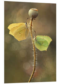 Obraz na PCV Butterflies on dry poppy