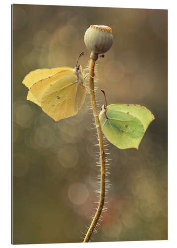 Gallery print Butterflies on dry poppy