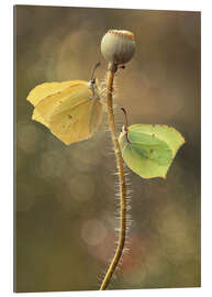 Gallery print Butterflies on dry poppy