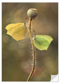 Muursticker Butterflies on dry poppy