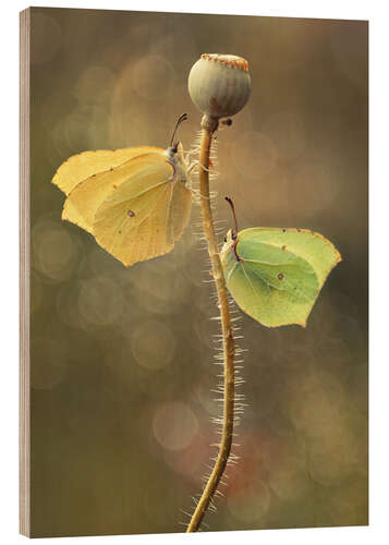 Tableau en bois Papillons sur un coquelicot