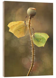 Wood print Butterflies on dry poppy