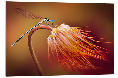 Tableau en aluminium Dragonfly on a dry plant