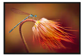 Gerahmter Kunstdruck Libelle auf einer Pflanze