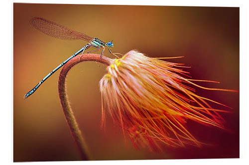 Obraz na PCV Dragonfly on a dry plant