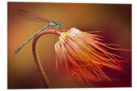 PVC-taulu Dragonfly on a dry plant