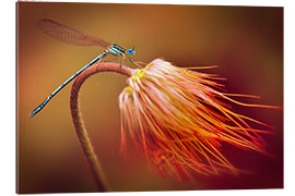 Gallery print Dragonfly on a dry plant