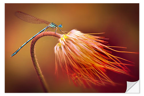 Naklejka na ścianę Dragonfly on a dry plant