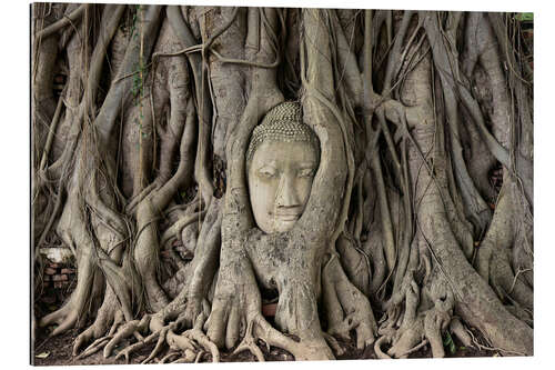 Tableau en plexi-alu Buddha statue in the tree roots at Wat Mahathat