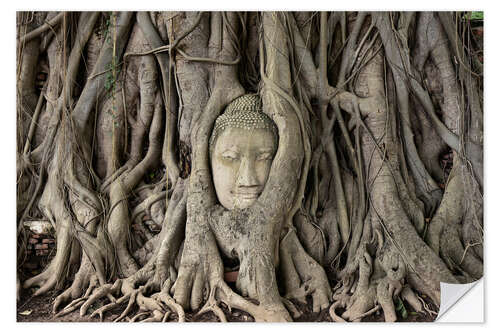 Naklejka na ścianę Buddha statue in the tree roots at Wat Mahathat