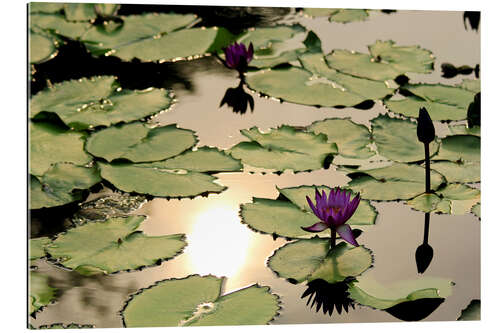 Galleritryk Purple lotus flower