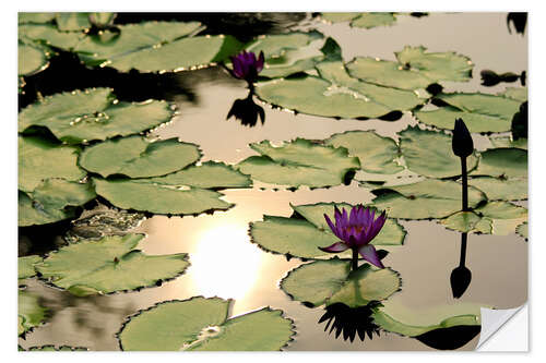 Selvklebende plakat Purple lotus flower