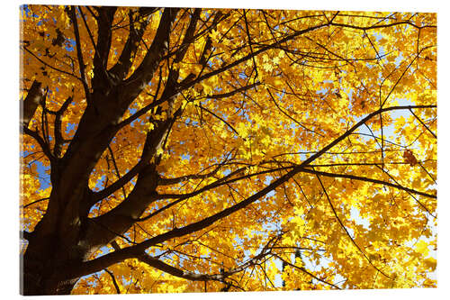 Obraz na szkle akrylowym Golden Autumn Tree II